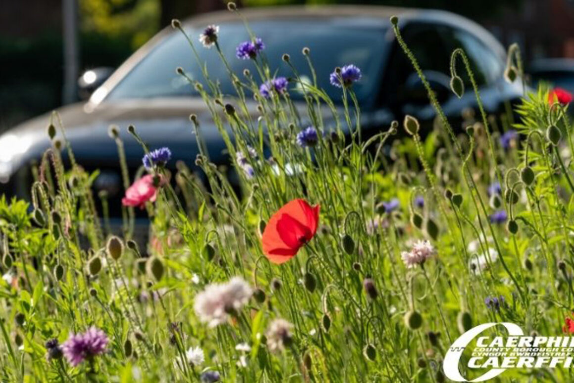 Cabinet Vote in Favour of Promoting Biodiversity