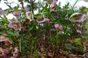 Llwyngarreg - Helleborus