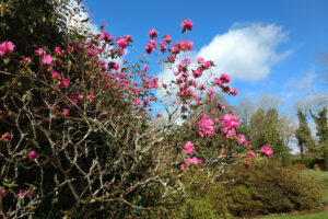 Llwyngarreg - Rhododendron Ostara