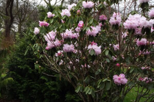 Llwyngarreg - Rhododendron oreodoxa