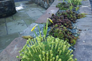 Llwyngarreg - Saxifraga