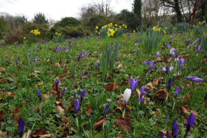 Llwyngarreg early bulbs