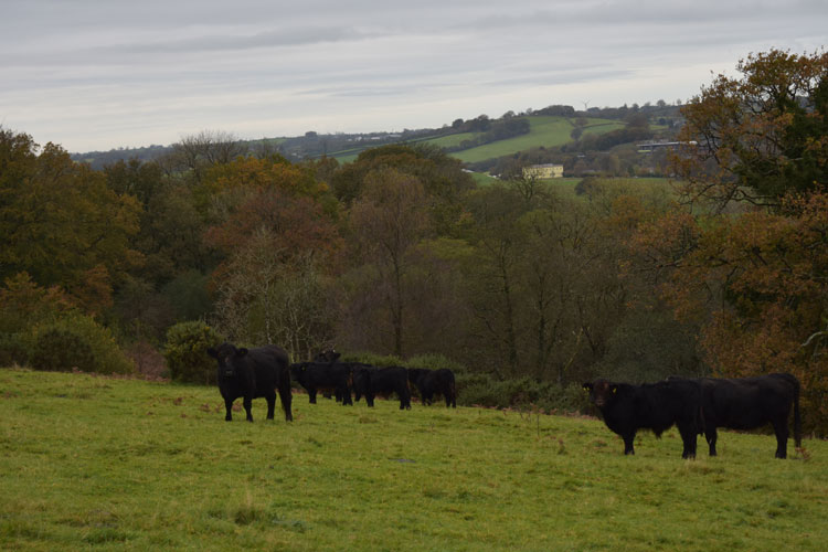 National Botanic Garden of Wales farm leads the way in conservation and food production