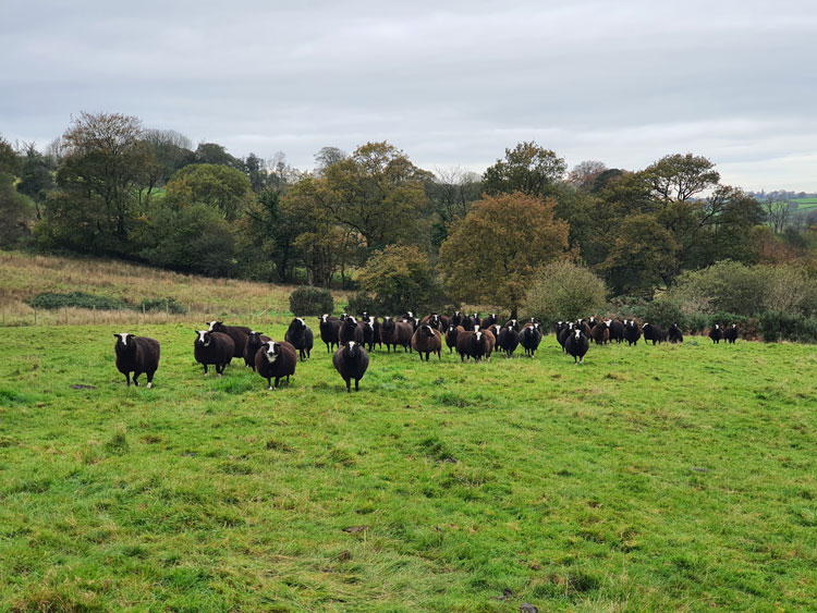 National Botanic Garden of Wales farm leads the way in conservation and food production