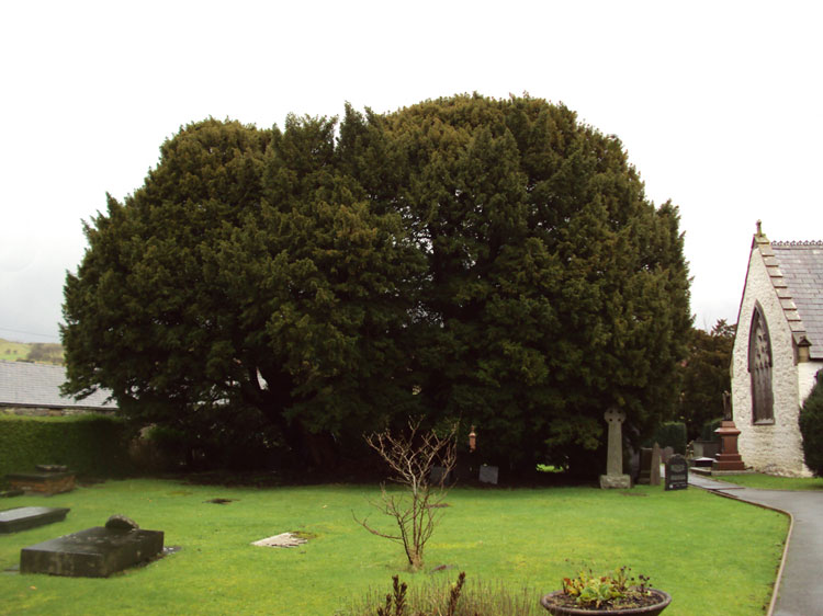 The ancient Yew tree, St Digain’s Church, Llangernyw