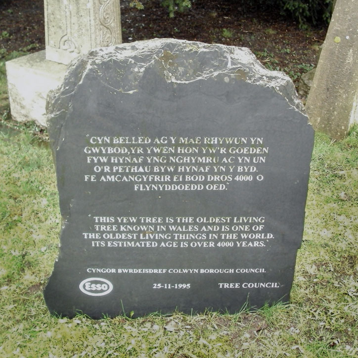 The Yew tree inscription