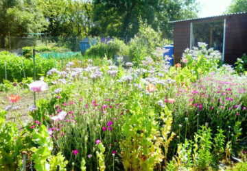 Aberystwyth Allotments