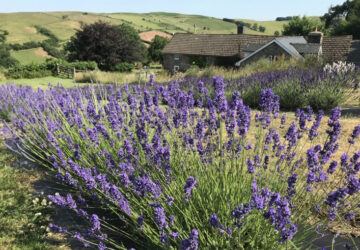 Welsh Lavender