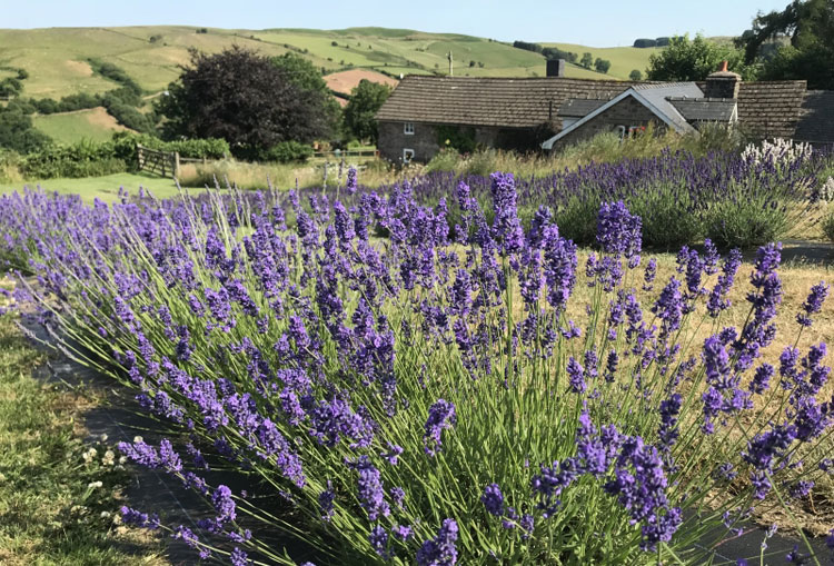 Welsh Lavender