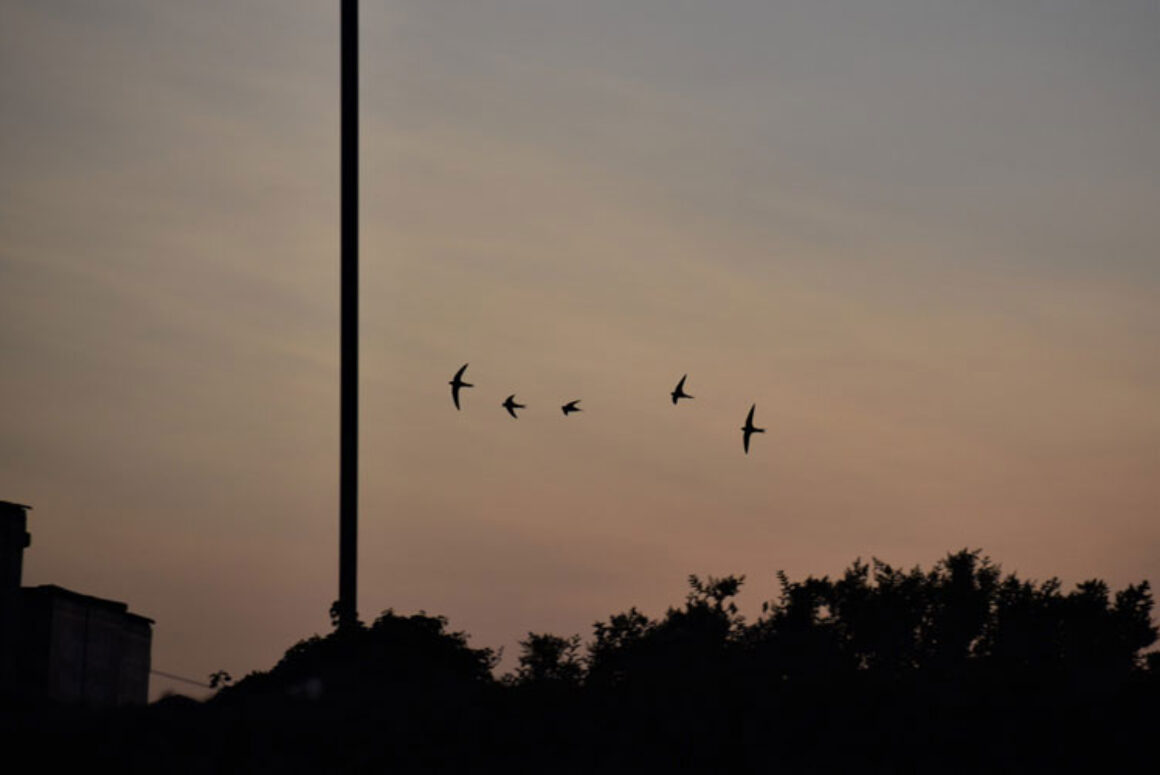 100 New Homes for Snowdonia’s Endangered Birds