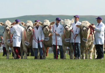 Agricultural and Country Shows