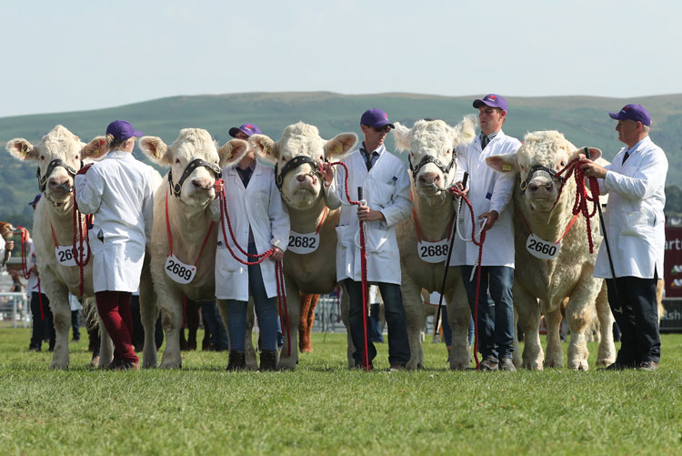 Agricultural and Country Shows