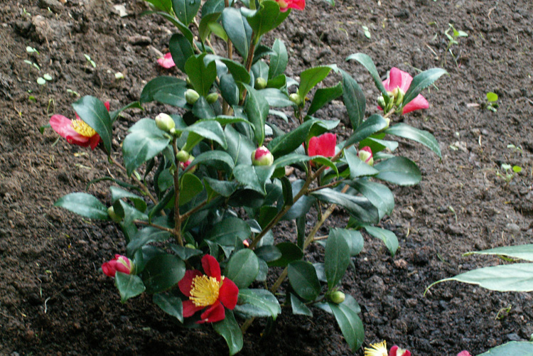 C. sasanqua 'Yuletide'