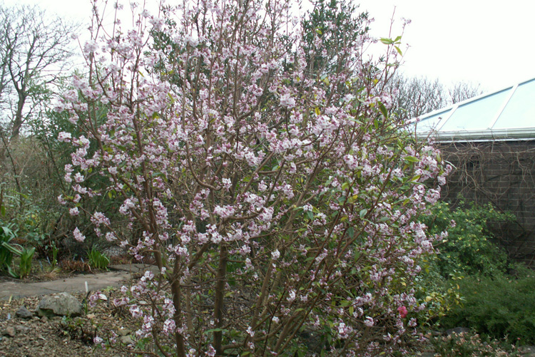 Daphne bholua 'Jacqueline Postill'
