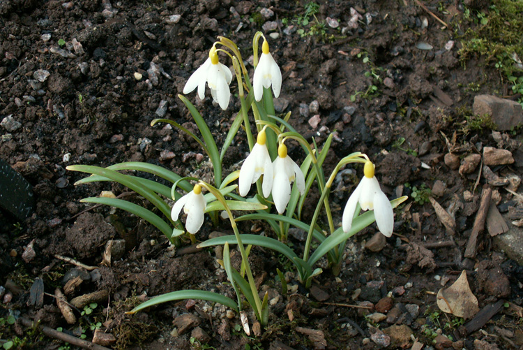 Galanthus - Wendy's Gold