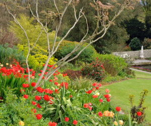 Plas Cadnant Hidden Garden