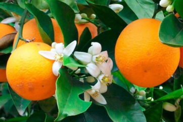 seville-orange-on-tree