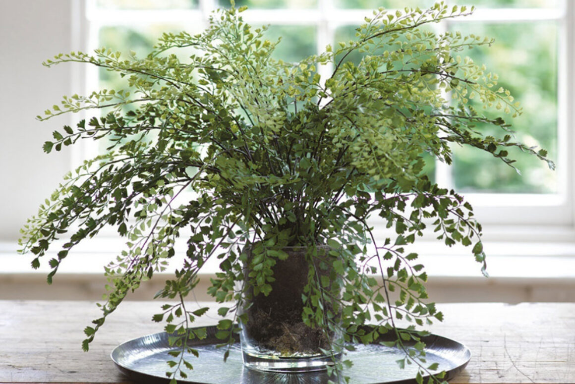Potted Maidenhair Fern from Bloom