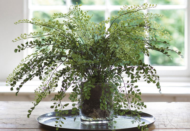 Potted Maidenhair Fern from Bloom
