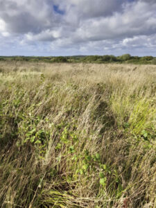 Landfill sites to become haven for wildlife