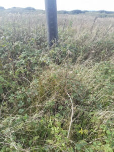 Landfill sites to become haven for wildlife