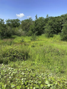 Landfill sites to become haven for wildlife