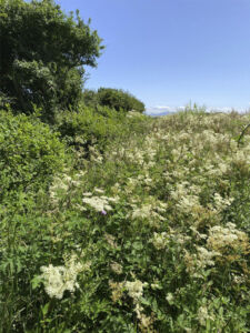 Landfill sites to become haven for wildlife