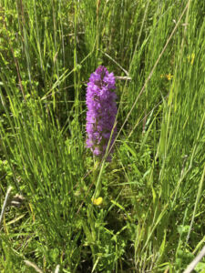 Landfill sites to become haven for wildlife