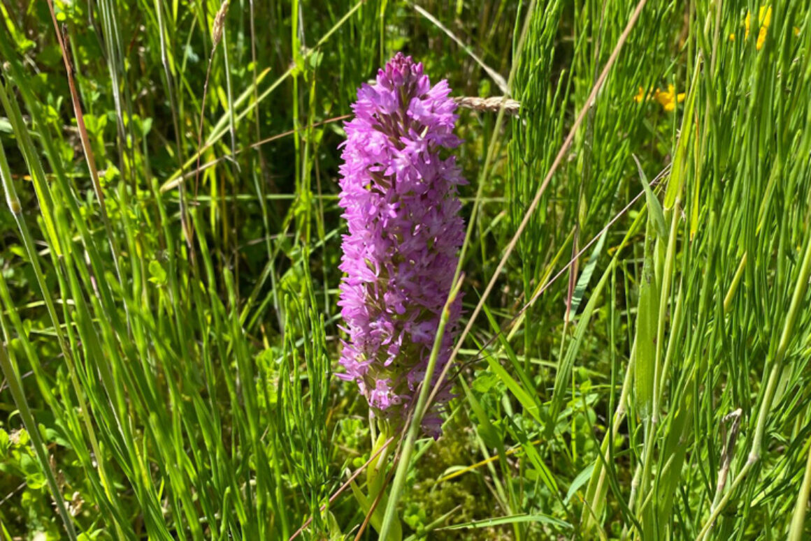 Landfill Sites to Become Haven for Wildlife