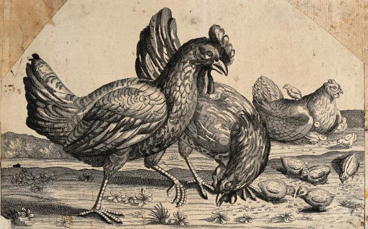Chickens