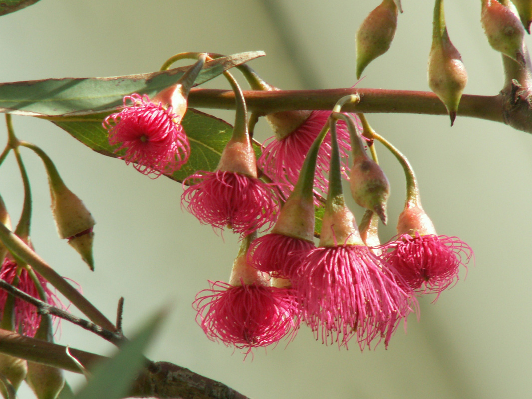 E.leucoxylon megalocarpa