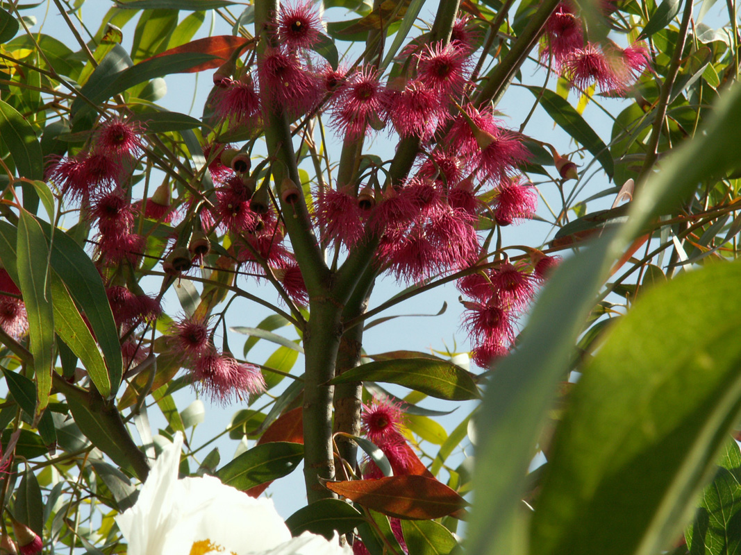 E.leucoxylon megalocarpa