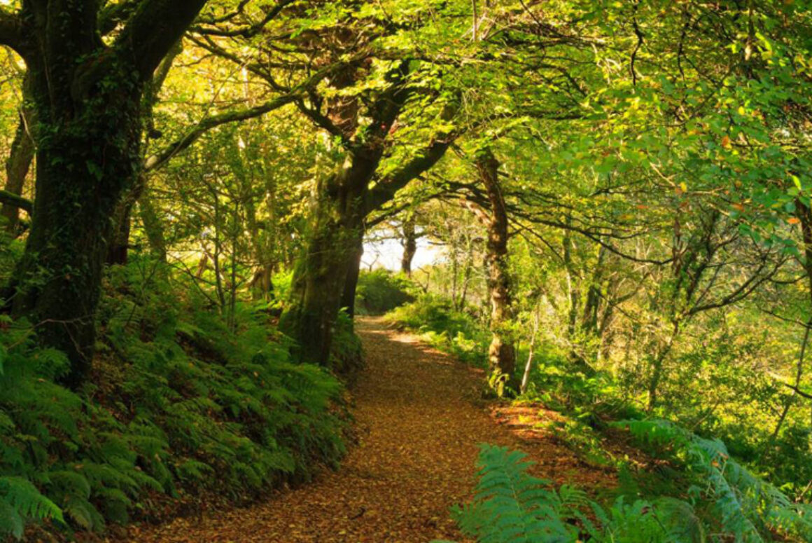 Wild About Woodlands Tree-planting Campaign Bears Fruit