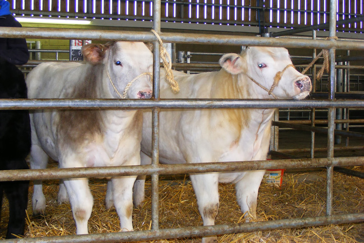 FUW supports calls for new multi-purpose agri-hub and market at Cowbridge