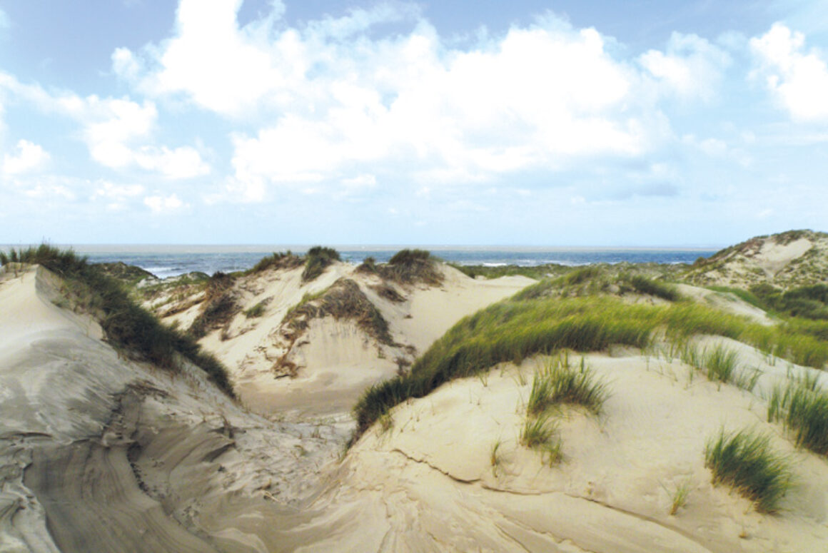 Where to See Wildlife in Wales