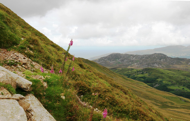 Where to Find Wildlife in Wales