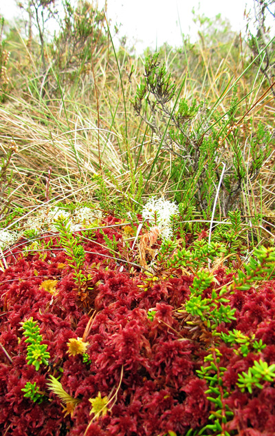 Mosses at Cors-y-Llyn Mosses at Cors-y-Llyn