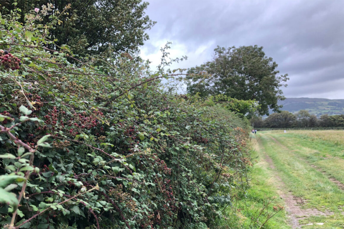 Farmers Urged to Rethink Hedge Trimming Policies to Benefit Nature and Livestock