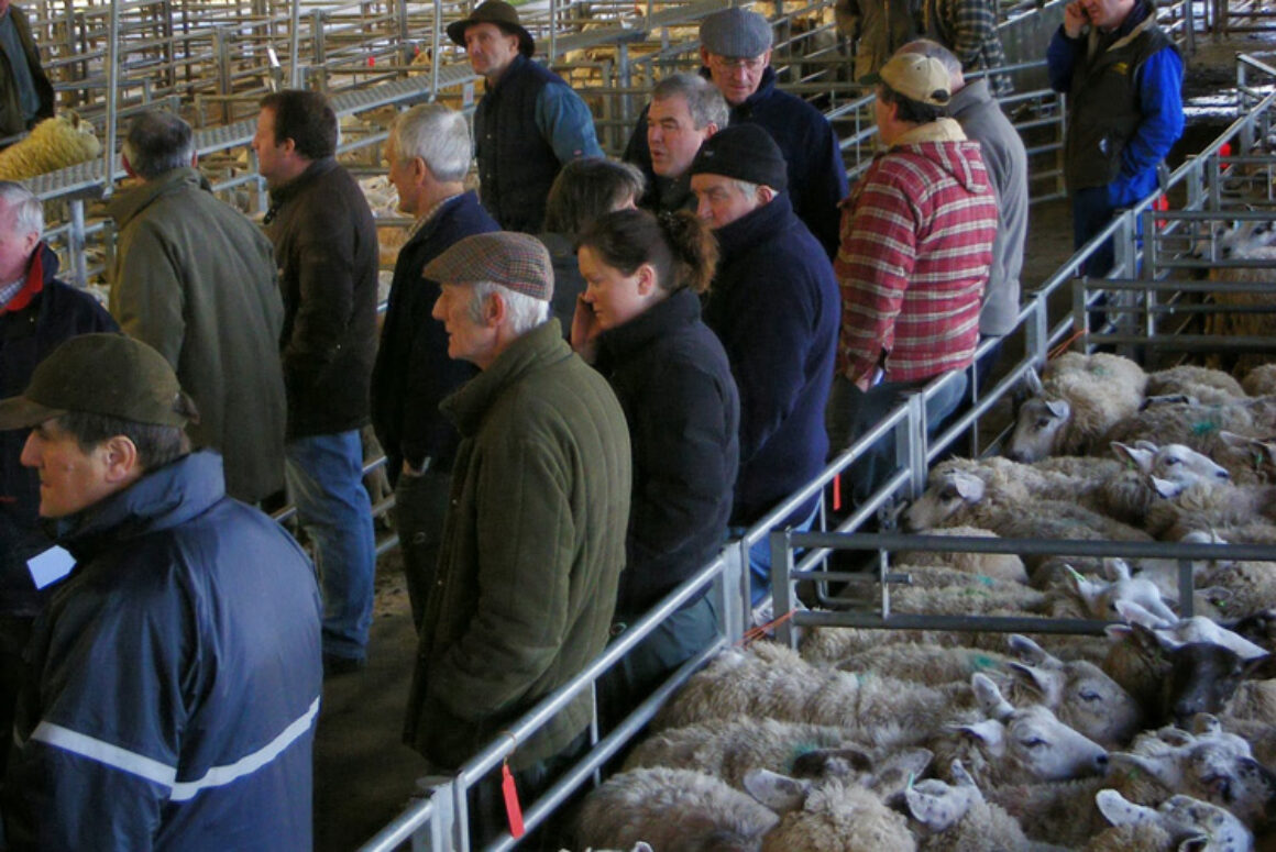 FUW Supports Calls for New Multi-purpose Agri-hub and Market at Cowbridge