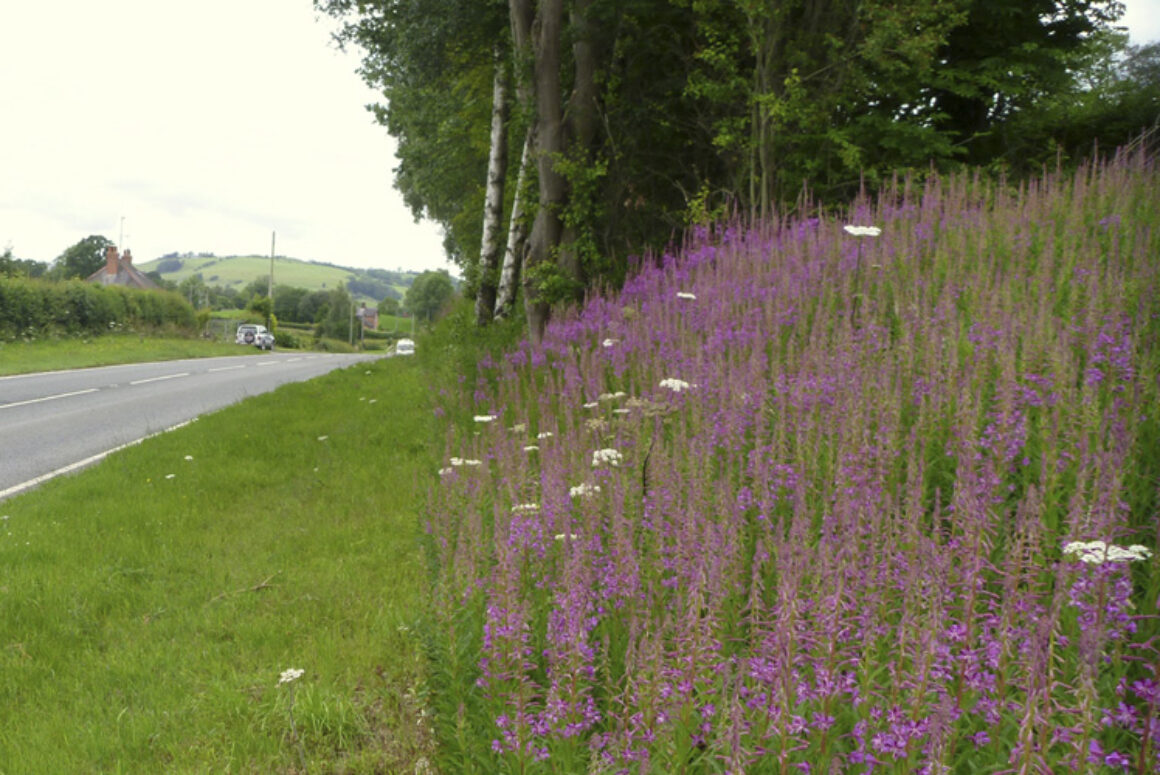 Wildlife Encouraged Back to Powys Roadsides