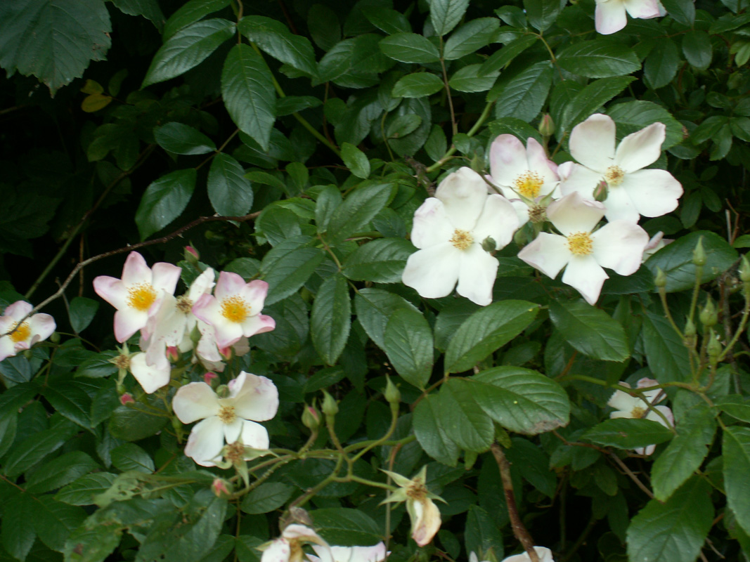 ‘Francis E. Lester’