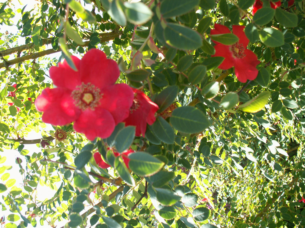 Rosa-moyesii-Geranium