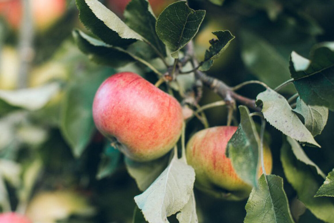 Wales Heritage Orchards Cluster Launch to Promote Welsh Variety Fruit