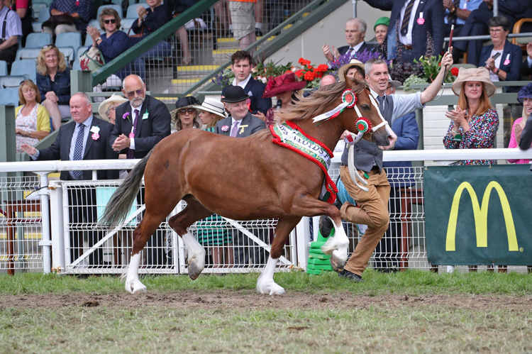 Supreme Horse Champion.