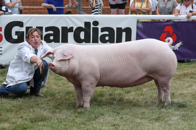 Pig Supreme Champion
