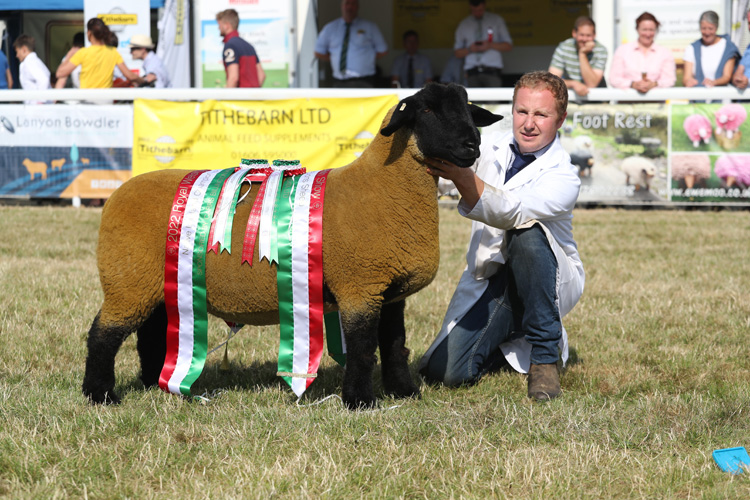 Sheep Champion of Champions