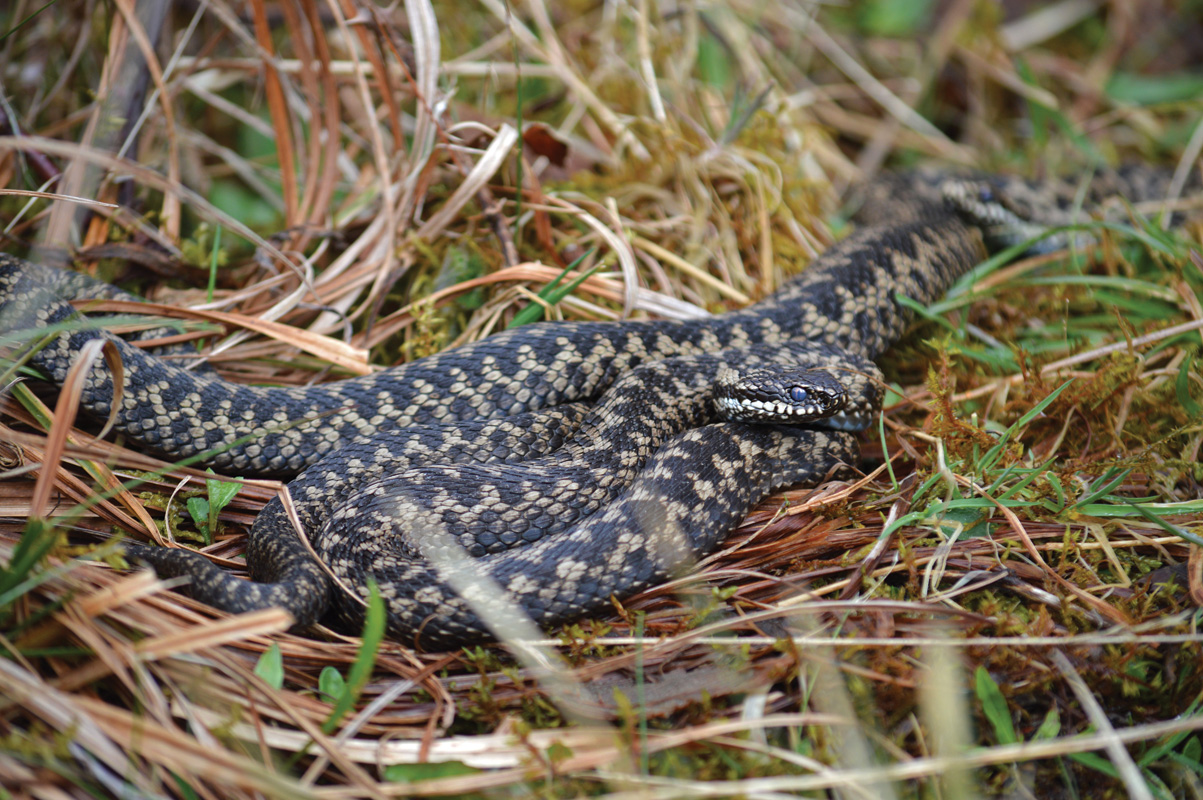 The Adder (Vipera berus) - Liam Olds - Diversity of Wildlife