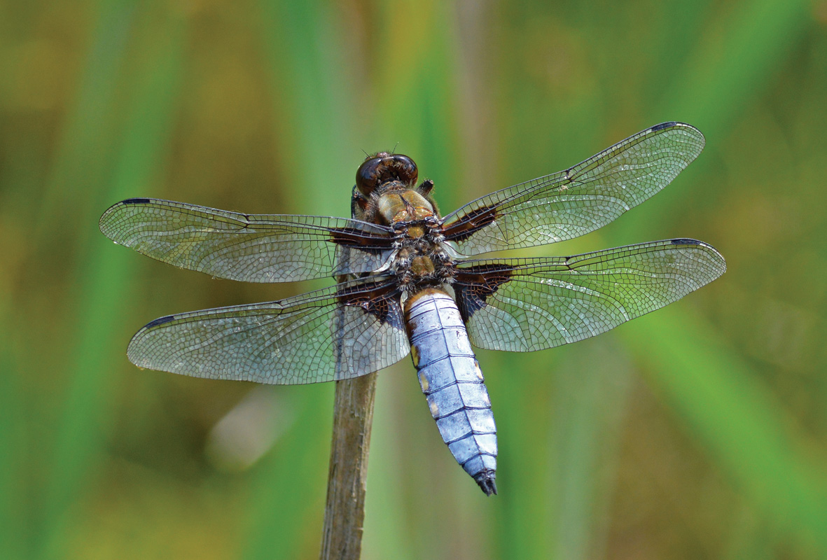 The Broad-bodied Chaser (Libellula depressa) - Liam Olds - Diversity of Wildlife