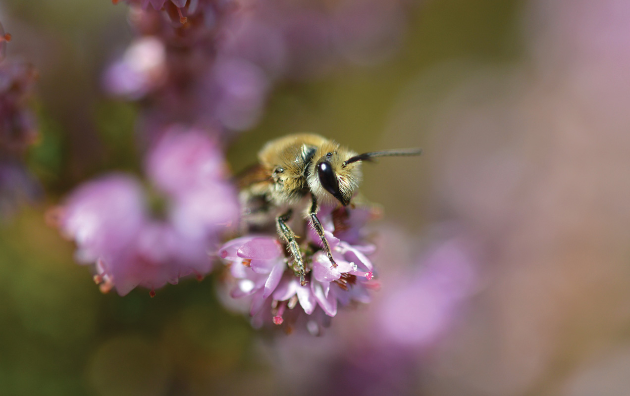 The Heather Colletes Bee (Colletes succinctus) - Liam Olds - Diversity of Wildlife