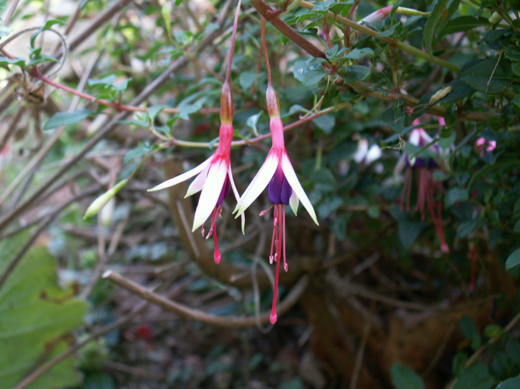 Fuchsia magellanica 'Arauco'